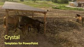  Presentation with land - Slide set enhanced with mare with a little horse background and a tawny brown colored foreground