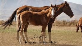  Presentation with mountain view - Presentation design enhanced with mare-with-foal-run background and a coral colored foreground