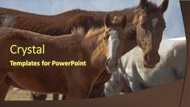  Presentation with foal - Presentation design featuring mare-with-foal-run background and a tawny brown colored foreground