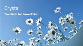  Presentation with blue flower - Slide deck enhanced with marguerite-daisies-on-meadow background and a  colored foreground