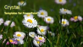  Presentation with daisy - Beautiful presentation theme featuring marguerite daisy bellis perennis flowers small european grassland plant backdrop and a tawny brown colored foreground