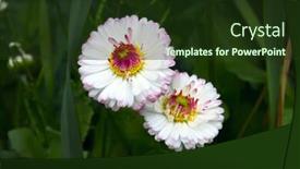  Presentation with daisy - Audience pleasing PPT theme consisting of marguerite daisy bellis perennis flowers small european grassland plant backdrop and a tawny brown colored foreground