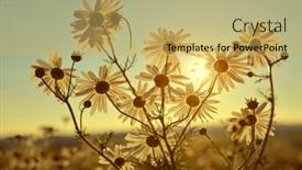 Presentation with summer flowers - Theme having marguerites-on-meadow-at-sunset background and a yellow colored foreground