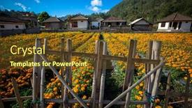  Presentation with bali - Presentation design consisting of marigold-field-behind-bamboo-fence background and a tawny brown colored foreground
