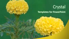  Presentation with calendula - PPT layouts featuring marigold flower - calendula plant in the garden shallow focus depth background and a ocean colored foreground