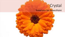  Presentation with pot marigold - Theme with marigold flower isolated on white background and a coral colored foreground