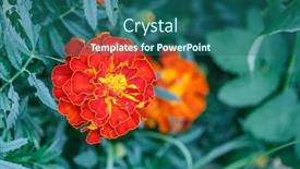  Presentation with plants - Audience pleasing PPT layouts consisting of marigold-flowers-flowering-plants backdrop and a ocean colored foreground