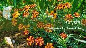  Presentation with garden - Theme having marigold-flowers-in-the-garden background and a tawny brown colored foreground