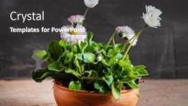  Presentation with pot marigold - Audience pleasing slide deck consisting of marigold-flowers-in-the-pot backdrop and a dark gray colored foreground