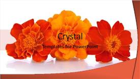  Presentation with white flowers of jasmine - Colorful PPT theme enhanced with girl holding christmas ball in fingers beautiful manicure on a background of the red ball backdrop and a coral colored foreground