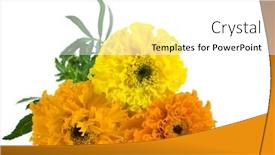  Presentation with white flowers - Cool new presentation design with marigold flowers isolated on white backdrop and a white colored foreground