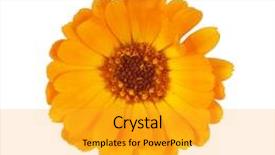  Presentation with octopus on isolated white - Cool new PPT theme with marigold isolated on white backdrop and a gold colored foreground