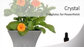  Presentation with pot marigold - Audience pleasing PPT theme consisting of marigold plant in a distressed pewter pot with aromatherapy essential oil glass dropper bottle with single flower over white background backdrop and a white colored foreground