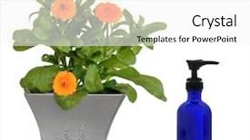  Presentation with pot marigold - PPT layouts featuring pharmaceutical cream - marigold plant in flower background and a white colored foreground