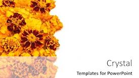  Presentation with diwali festival - Presentation design with marigold-yellow-flowers-isolated and a white colored foreground