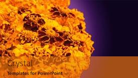  Presentation with festival diwali - Slide set having marigold-yellow-flowers-isolated and a gold colored foreground