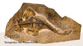  Presentation with prehistoric - Slide deck having marine-animal-pseudorhina-alifera-fossil background and a coral colored foreground