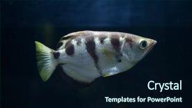  Presentation with wildlife - PPT theme with marine animals - banded archerfish toxotes jaculatrix also background and a  colored foreground