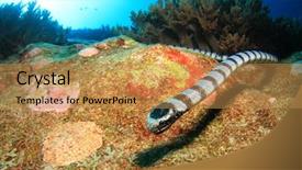  Presentation with sea animals - Beautiful presentation theme featuring marine animals - banded sea snake backdrop and a gold colored foreground