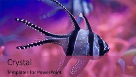  Presentation with underwater wild nature sea life - PPT layouts with marine animals - banggai cardinalfish pterapogon kauderni wild background and a violet colored foreground