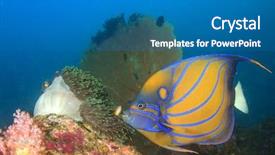  Presentation with coral reefs blue water beautiful sky - Presentation design featuring marine animals - blue-ringed angelfish anemone and fan background and a teal colored foreground