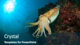  Presentation with marine - Amazing slide deck having marine animals - cuttlefish backdrop and a  colored foreground