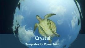  Presentation with fish turtle - Presentation theme with marine animals - green sea turtle and remora background and a  colored foreground