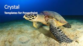 Presentation with turtle - PPT theme enhanced with marine animals - hawksbill sea turtle background and a cobalt blue colored foreground