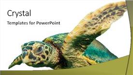  Presentation with turtle - Presentation theme consisting of marine animals - hawksbill turtle isolated white background background and a white colored foreground