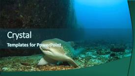  Presentation with shark - Amazing slide deck having marine animals - leopard shark also known backdrop and a ocean colored foreground
