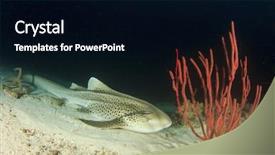  Presentation with shark - Slide set with marine animals - leopard shark zebra shark triakis background and a  colored foreground
