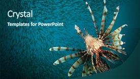  Presentation with hunting - Audience pleasing PPT theme consisting of marine animals - lionfish hunting backdrop and a ocean colored foreground