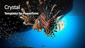  Presentation with marine - Beautiful theme featuring marine animals - lionfish backdrop and a  colored foreground