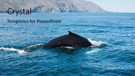  Presentation with whale - PPT theme featuring marine animals - mighty humpback whale megaptera novaeangliae background and a light blue colored foreground