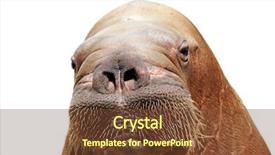  Presentation with marine - Colorful slide set enhanced with marine animals - portrait of walrus isolated backdrop and a tawny brown colored foreground