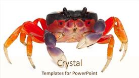  Presentation with crab - PPT layouts enhanced with marine animals - red land crab gecarcinus quadratus background and a cream colored foreground