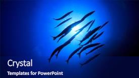  Presentation with fish ocean - Audience pleasing slides consisting of marine animals - school barracuda fish ocean backdrop and a navy blue colored foreground