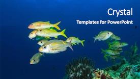  Presentation with school - Beautiful PPT theme featuring marine animals - school of yellow fish goatfish backdrop and a dark gray colored foreground