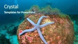  Presentation with scuba diving - Amazing PPT theme having marine animals - scuba diving coral reef sea backdrop and a ocean colored foreground