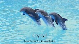  Presentation with marine - Slide set enhanced with marine animals - three bottlenose dolphins tursiops truncatus background and a light blue colored foreground