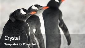  Presentation with three - Cool new PPT theme with marine animals - three identical penguins in antarctica backdrop and a dark gray colored foreground