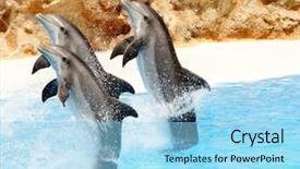  Presentation with marine - PPT layouts featuring marine animals - trio of bottlenose dolphis performing background and a light blue colored foreground