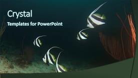  Presentation with tuna fish underwater in ocean - Colorful slide set enhanced with marine animals - tropical fish underwater backdrop and a  colored foreground