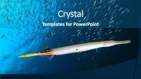  Presentation with marine - Presentation with marine animals - trumpetfish background and a ocean colored foreground