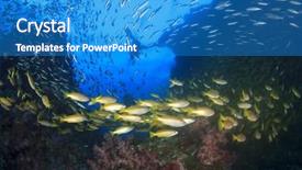  Presentation with coral reef - Amazing slide deck having marine animals - underwater coral reef and fish backdrop and a teal colored foreground