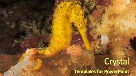  Presentation with ocean seahorse - Cool new PPT layouts with marine animals - yellow tigertail seahorse backdrop and a tawny brown colored foreground