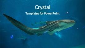  Presentation with shark - Cool new slides with marine animals - zebra shark stegostoma fasciatum wild backdrop and a ocean colored foreground