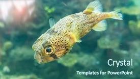  Presentation with aquaculture - Presentation theme with marine aquaculture - freckled porcupine fish background and a ocean colored foreground