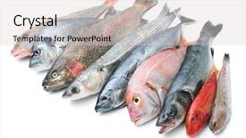  Presentation with fish - Amazing presentation design having marine aquaculture - fresh catch of fish isolated backdrop and a light gray colored foreground