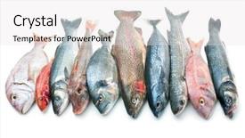  Presentation with fish - Beautiful PPT theme featuring marine aquaculture - fresh catch of fish isolated backdrop and a white colored foreground